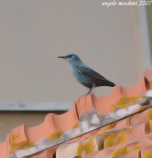 Passero solitario Monticola solitarius